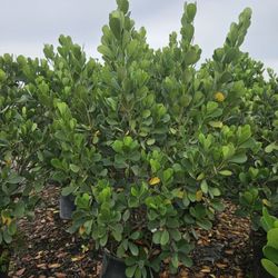 Clusias About 6 Feet Tall Instant Privacy Hedge For Fence