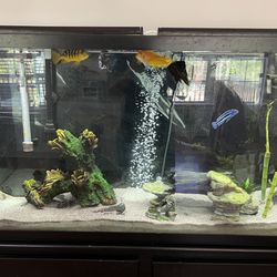 Fish Tank And Accesories