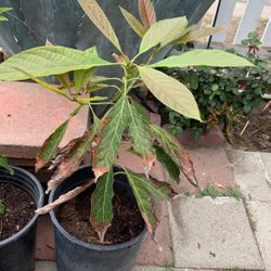 Avocado Tree