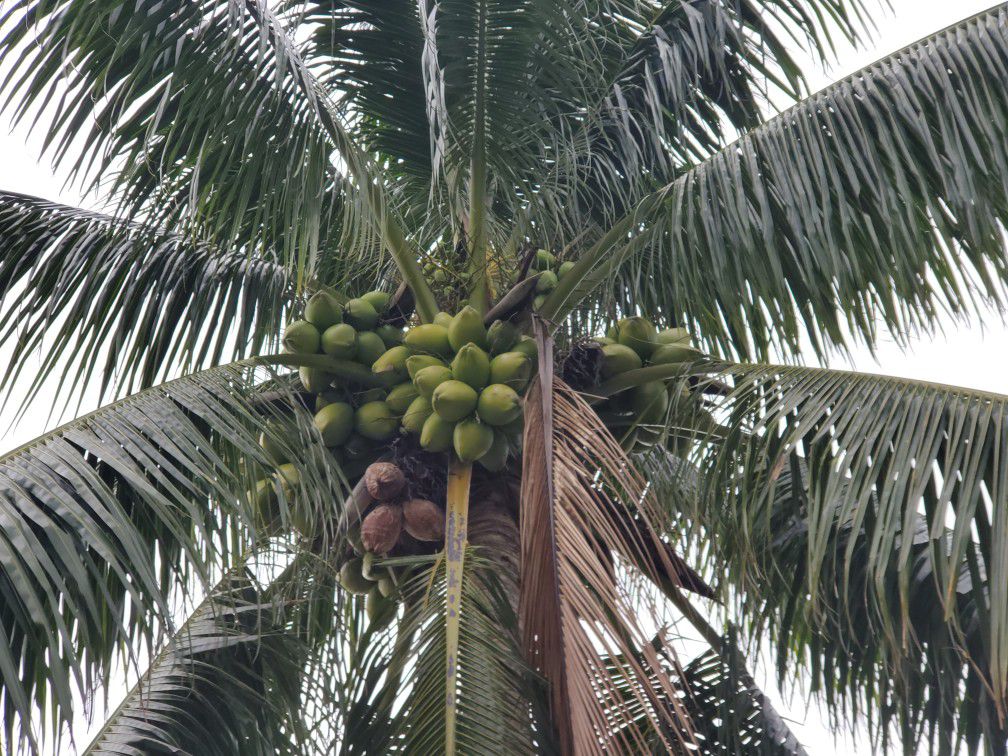 Free coconuts