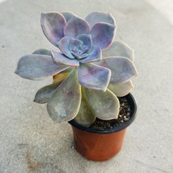 Succulents plants 🪴 