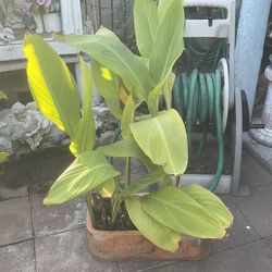 Canna Lily Plant for $25