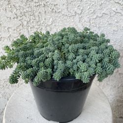 1.5 Gallon Pot Succulent Plant - Sedum Dasyphyllum Major Corsican Stonecrop - Rooted & Established Plant - Drought Resistant - 🪴 