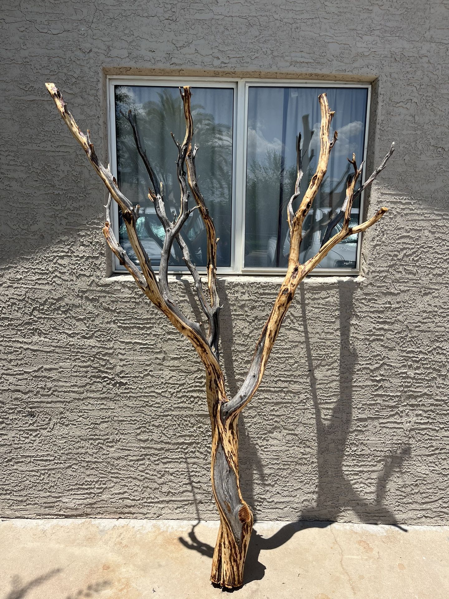 Manzanita Tree