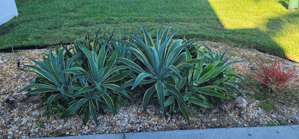 Agave Desmettiana