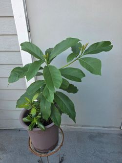 Avocado tree