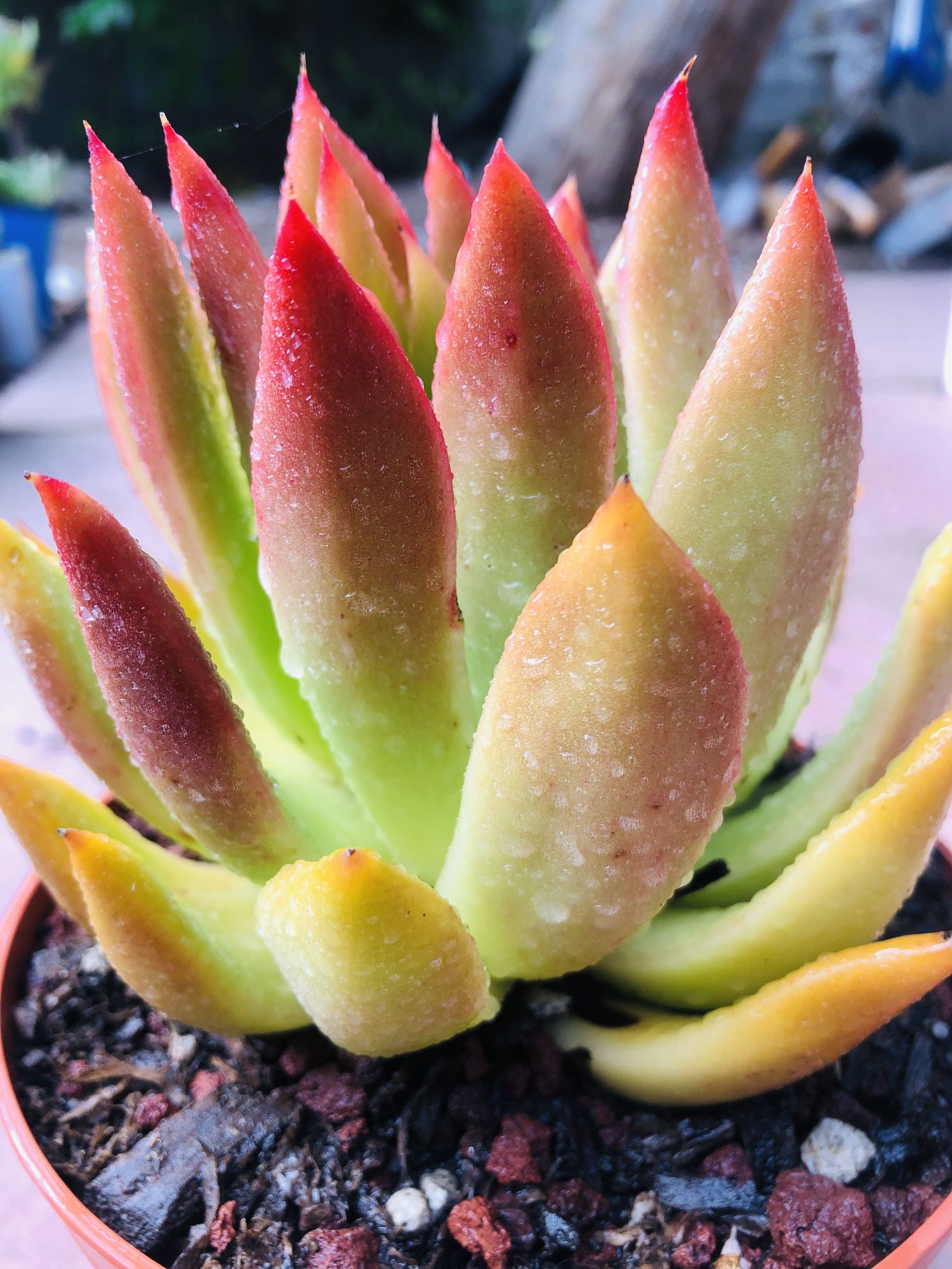 6" Echeveria agavoides Lemaire Succulent live rooted