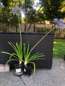 Agapanthus plants