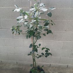 5 feet and 6 inches tall "Bay Laurel" Tree in a 5 gallon container