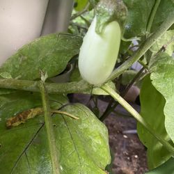 Casper (White) Eggplant Plants For Sale