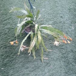 Hanging Epi Plant With A Very Nice Smell Flower