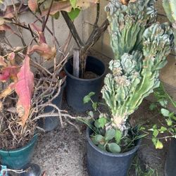 Cactus