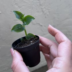 Transcendia Plant