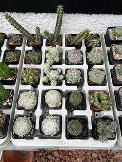 $5+ Cacti & Succulents; Lots of Desert Plants Starting at $5; Most Plants Under $20!