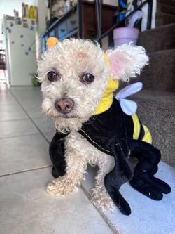 Small Dog Bumblebee Halloween Costume