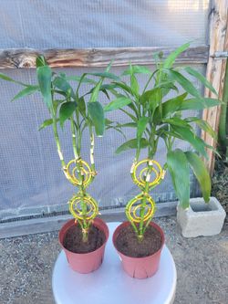 Bamboo Plant 6" Nursery Pot