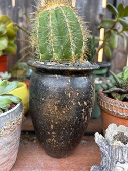 Cactus in hand painted terra cotta pot