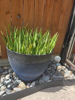 Large aloe Vera