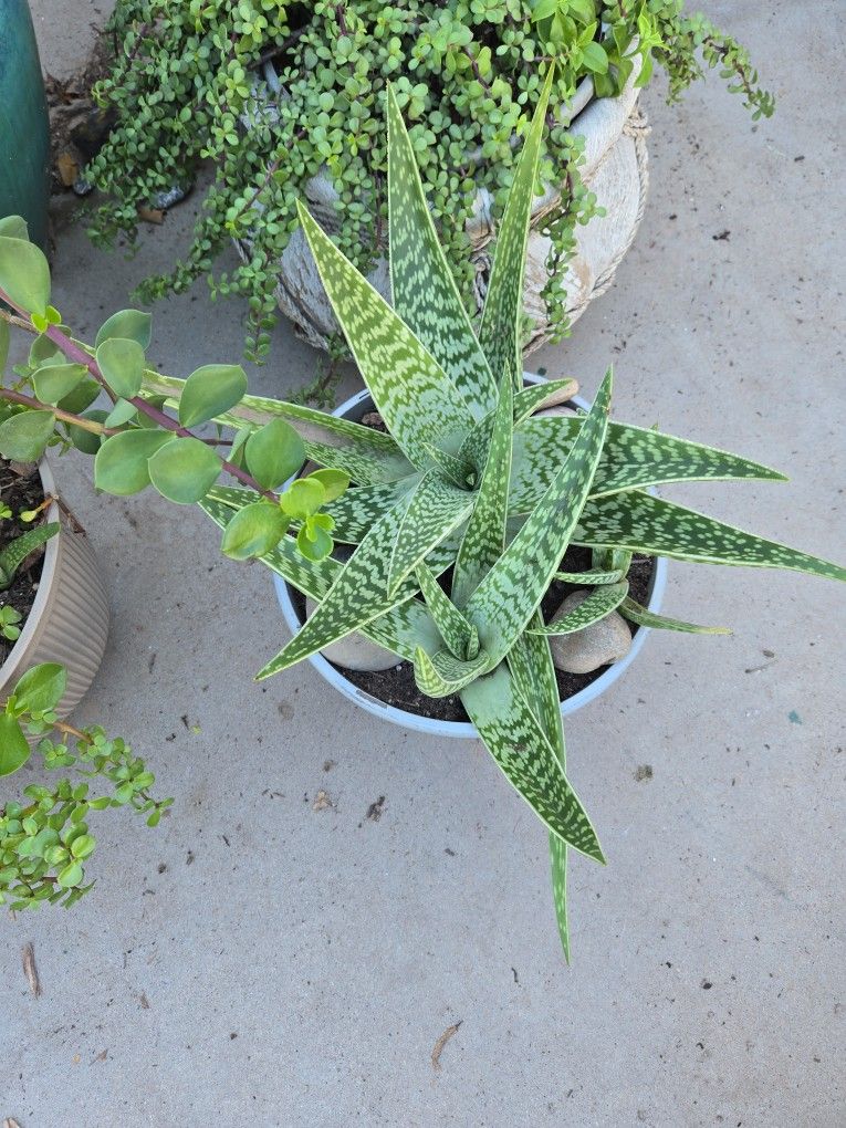 Aloevera In 10in Pot...indoor Or Outdoor