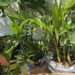 Clumping Palm, 1 Gal, bushy, no trunk variety