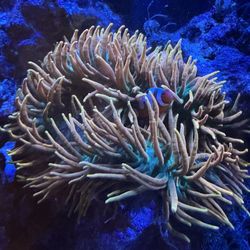 Colorado Sunburst Anemone 