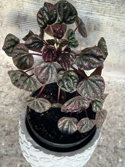 Peperomia red ripple