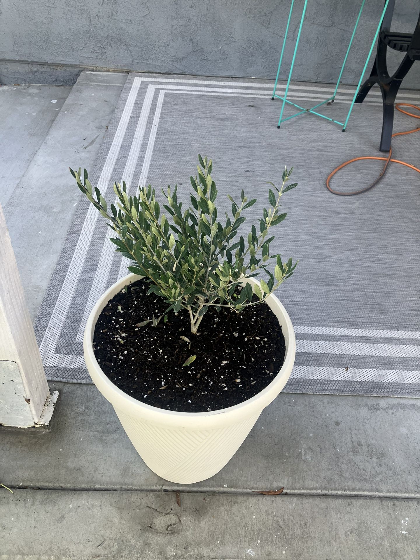 Dwarf Olive Tree (little Ollie)