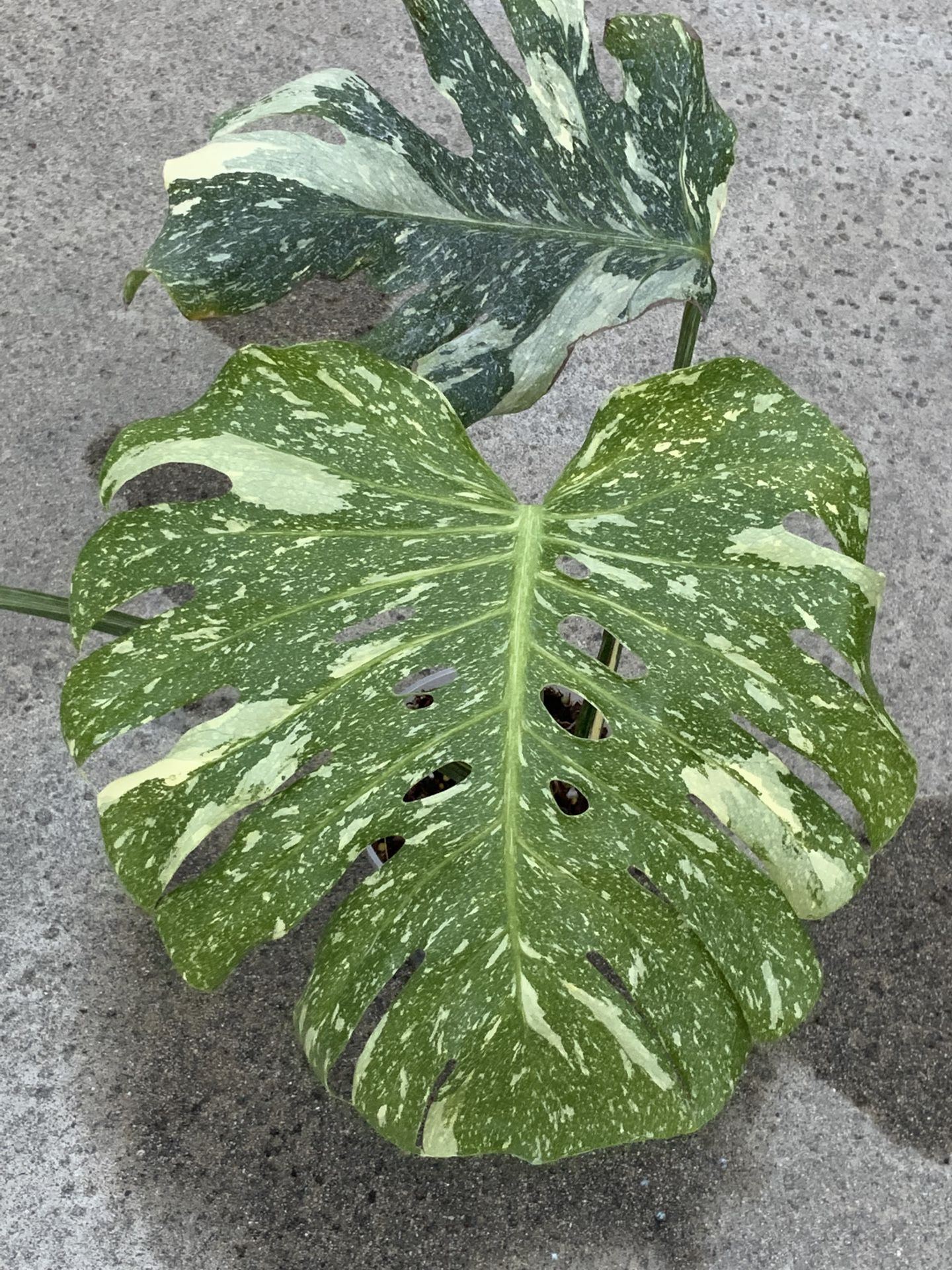 Monstera Deliciosa Creme Brulee Variegated Top Cut Rooted