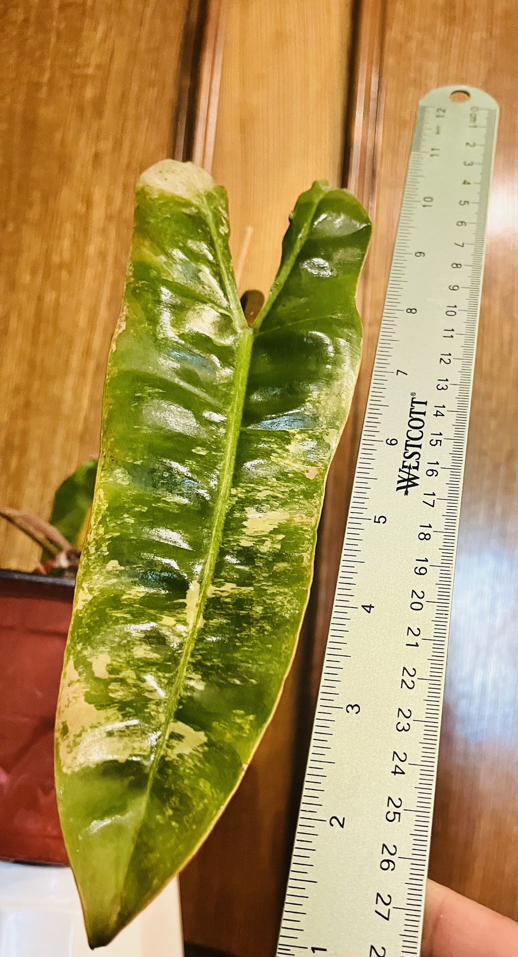 Variegated Billietiae Philodendron-#4 (2 Growth Point)