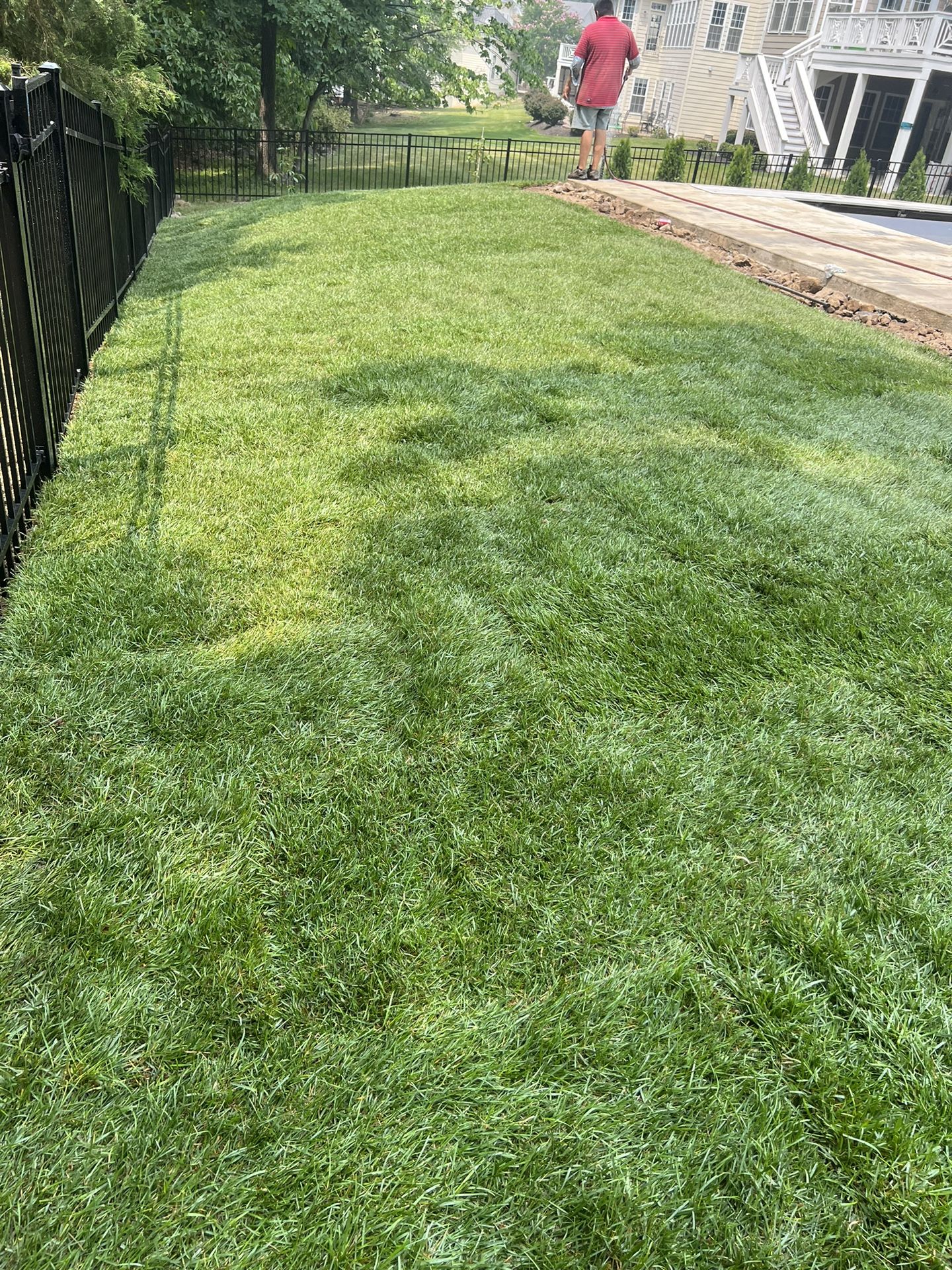 Fresh Sod Daily Cut