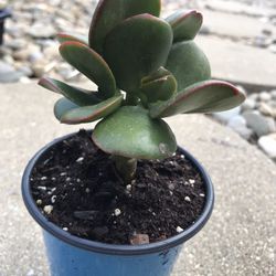 Jade Plant (Crassula ovata) - Lucky Plant - Succulent - 4 inch pot 