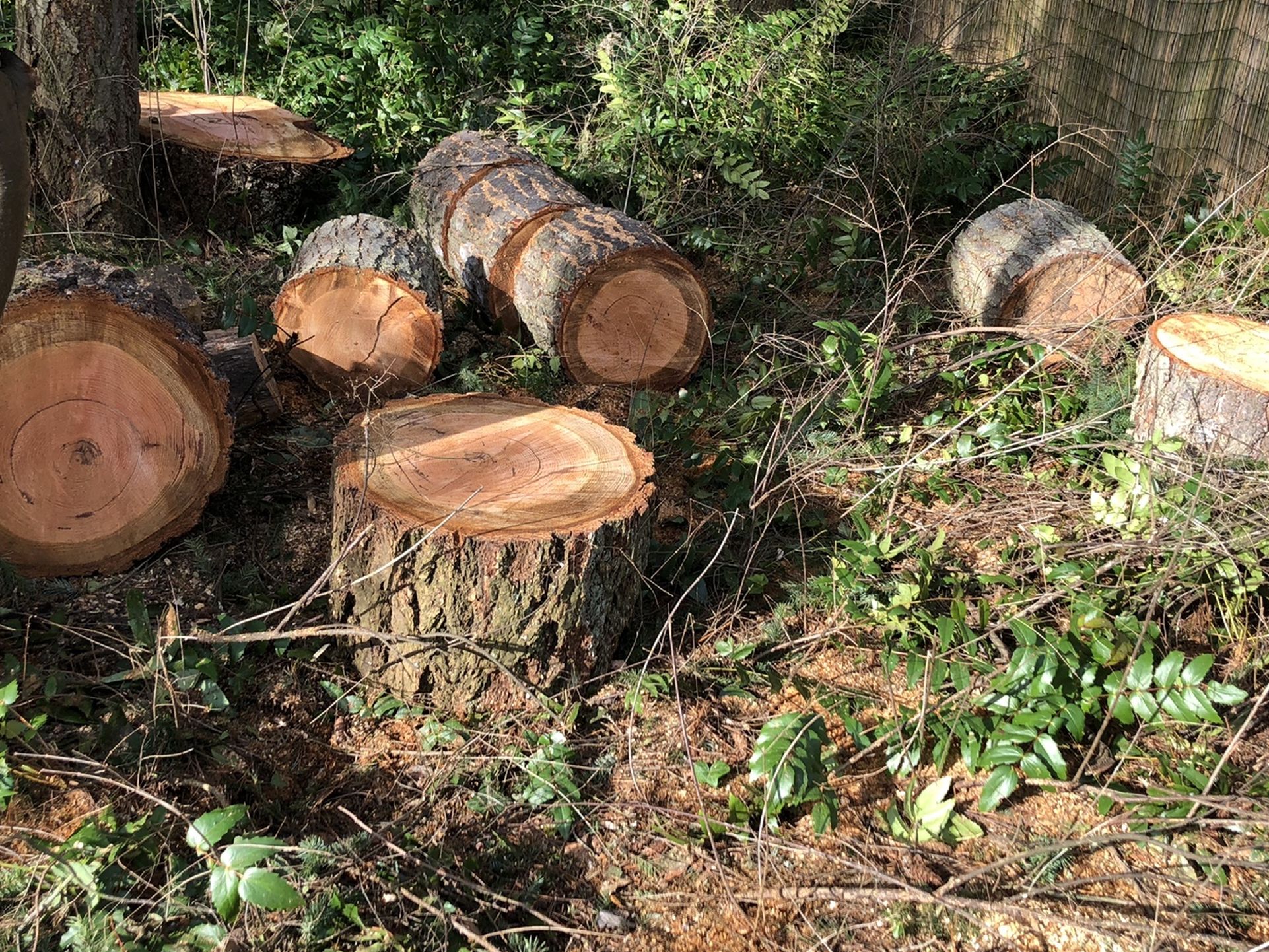 Firewood Rounds Ready To Split