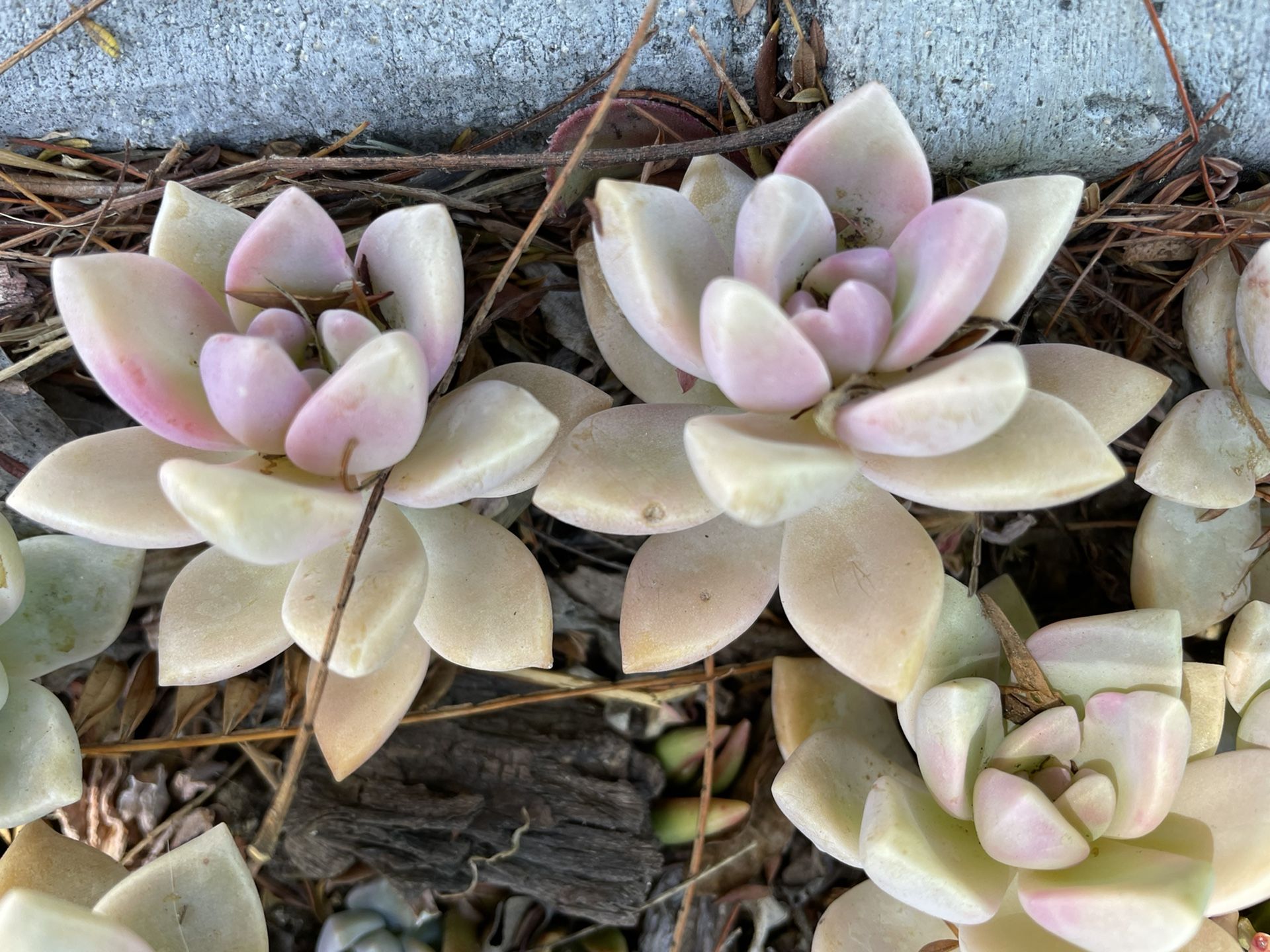 5 Beautiful Ghosts Graptopetalum Succulent Live Plant (apx 1-1.5”) Bared Roots
