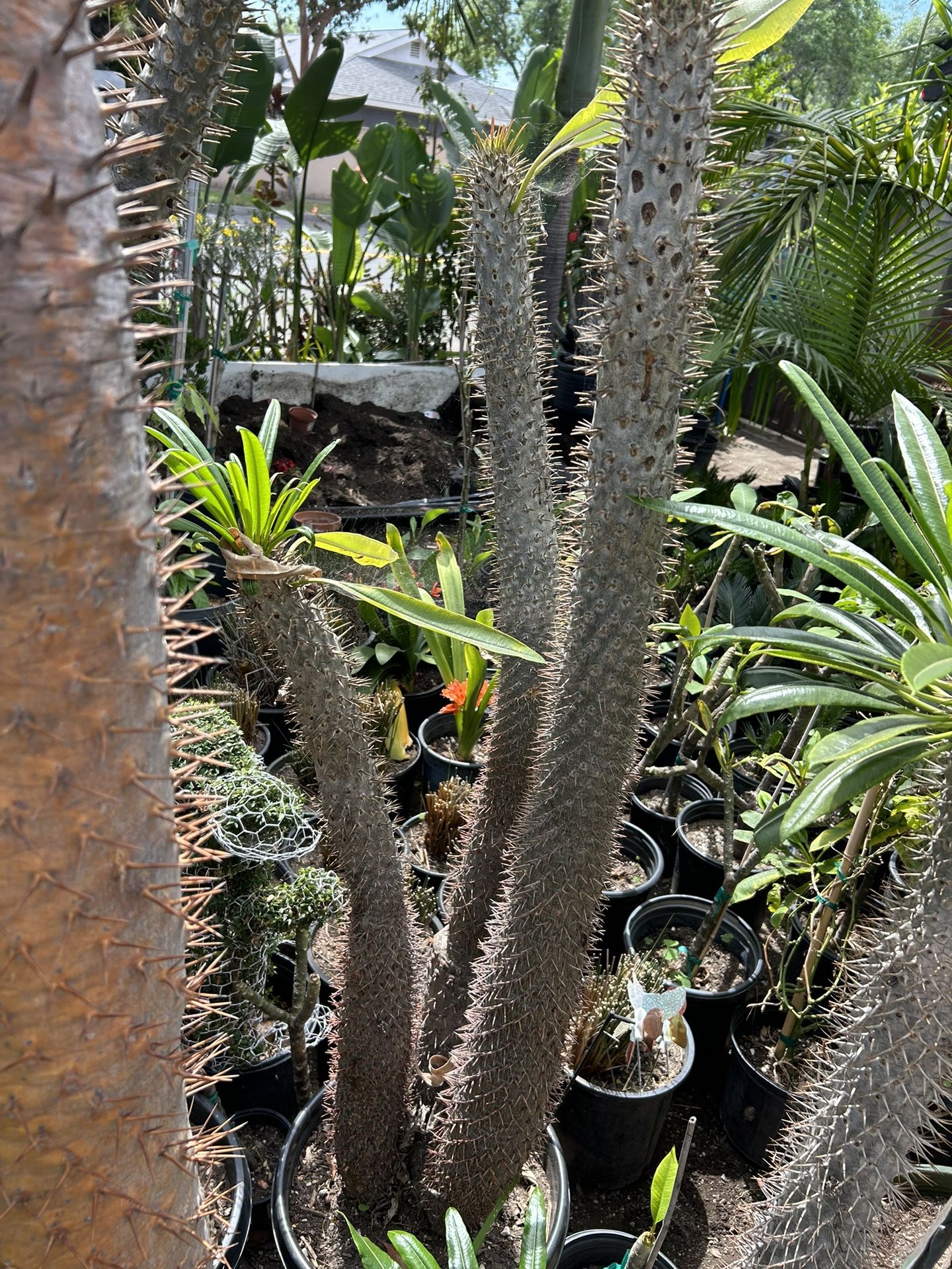 Madagascar Tree for Sale in Santa Ana, CA - OfferUp