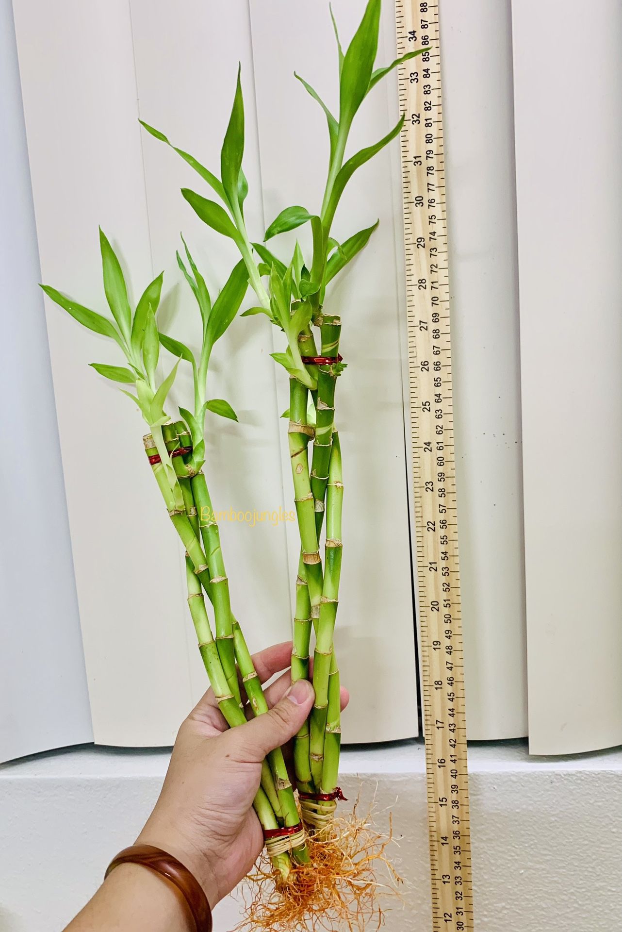 Set Of Two Braided Lucky Bamboo Live Plant $5/set 