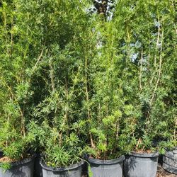 Beautiful Podocarpus Plants For Inmediate Privacy!!! About 8 Feet Tall!!!