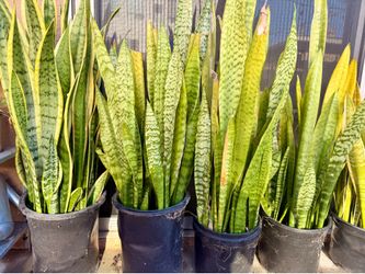 🌿 Huge Plant Sale