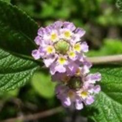 Purple Bushy Lippia  🪴💜