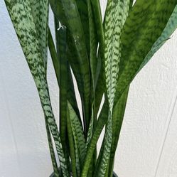 Sansevieria Snake Plant 