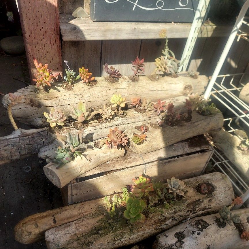 Driftwood Planter Succulent Arrangements