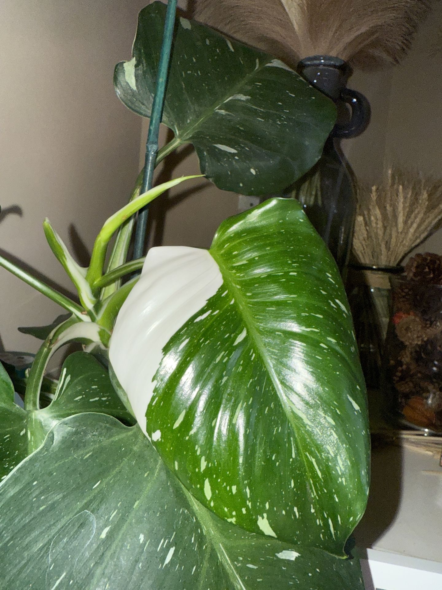 Plant