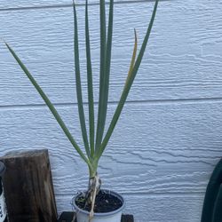 Green Onion Scallion Plant