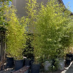 Golden Bamboo $80 Each 15 Gal Pot