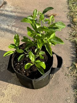 Calamansi Plant Air Layered in 3 Gallon Pot Plant was air layered from a fruiting mature mother Tree
