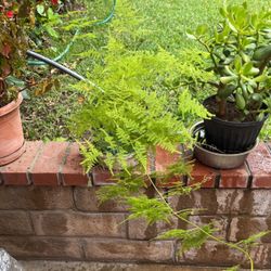 Air Fern In A Pot Decorative 