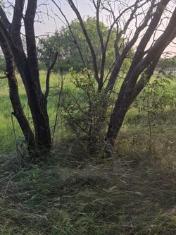 Mesquite trees