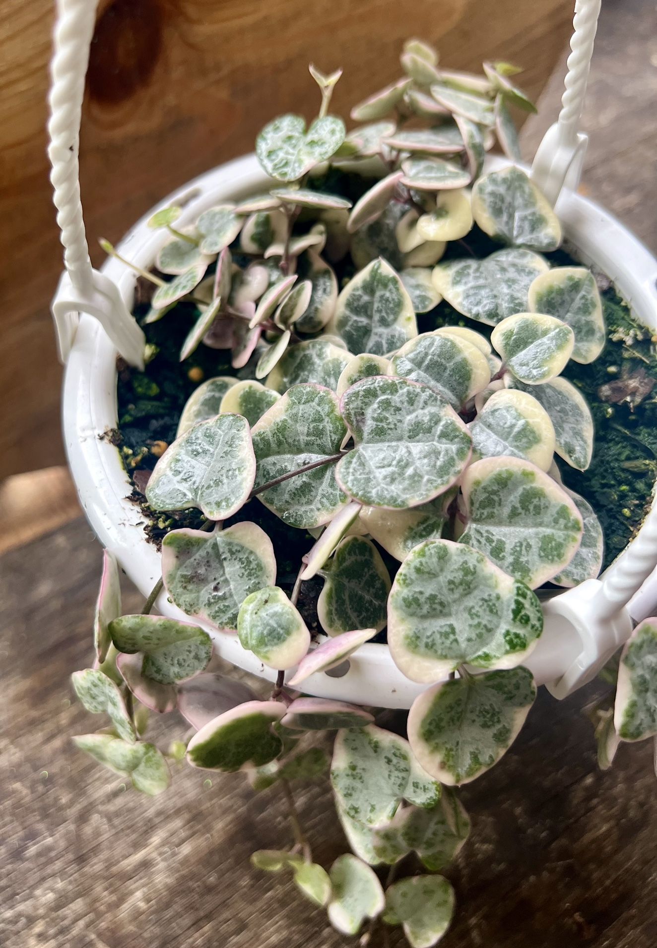 Variegated String of hearts