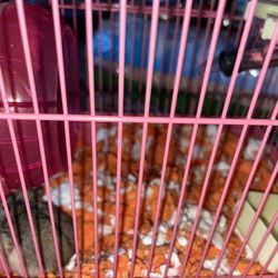 Hamster Supplies, Hamster Cage With Pet