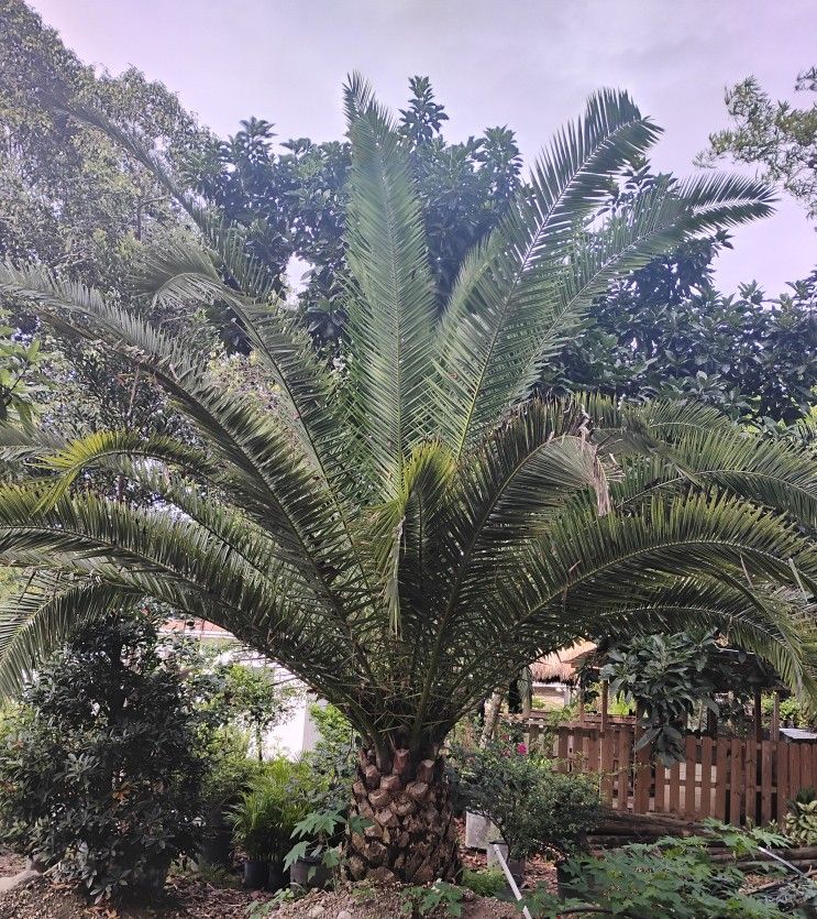 Canary Palm Tree $1200.00