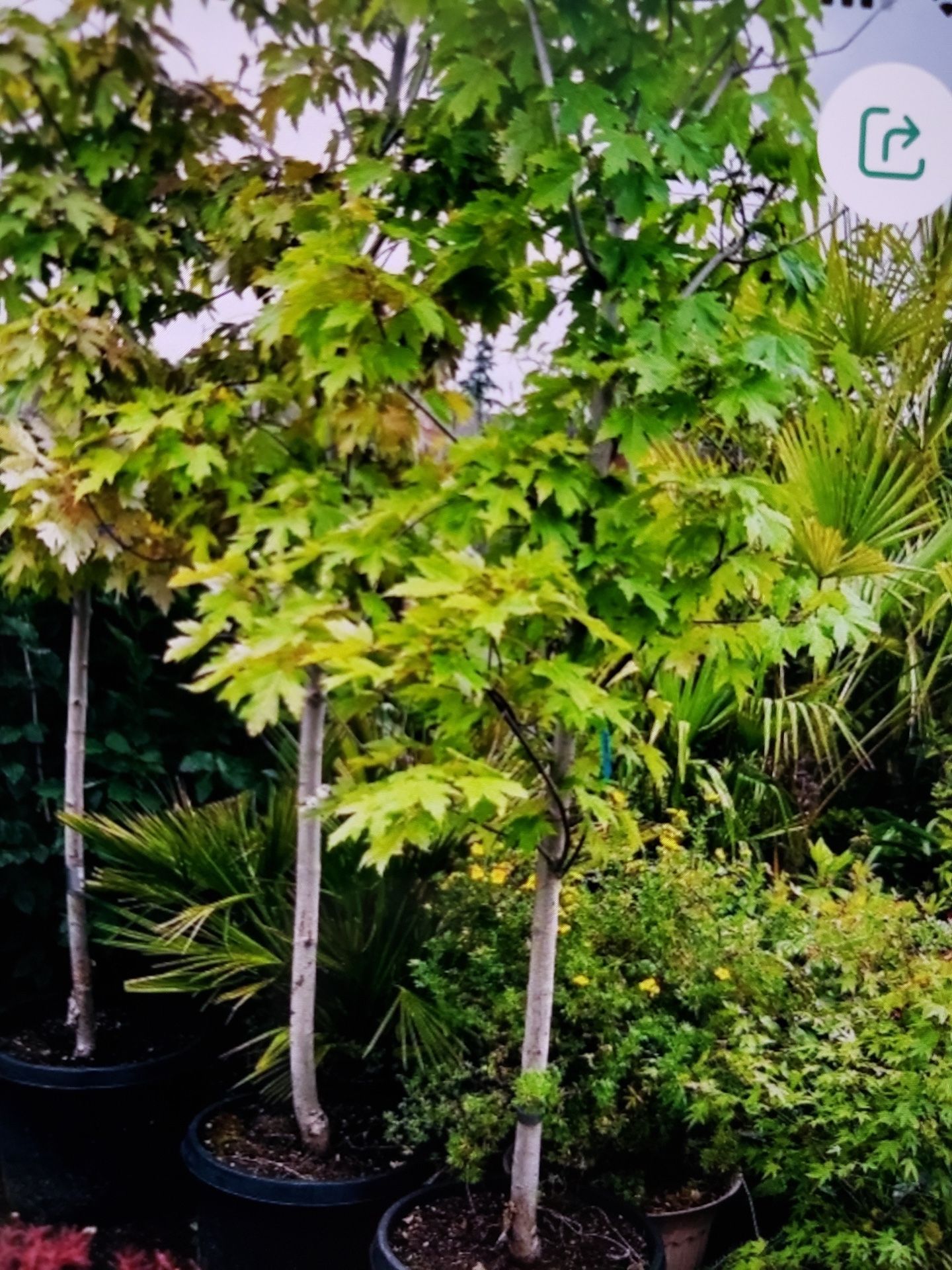 $99 Each Because Maple π